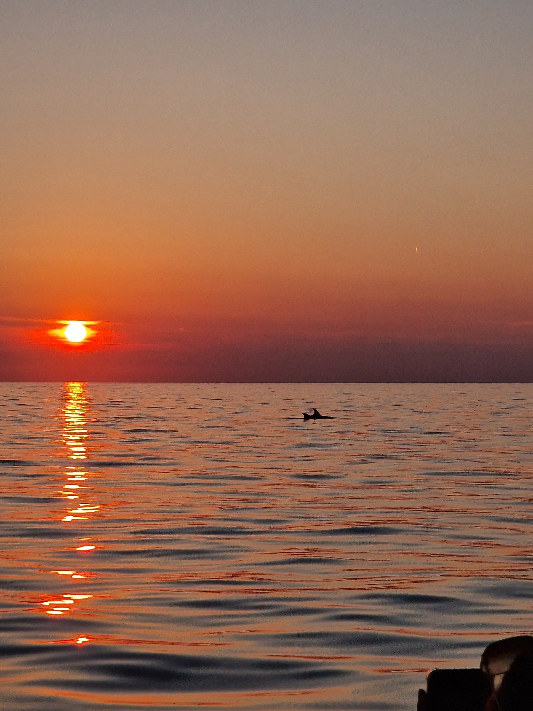 shared dolphin rovinj