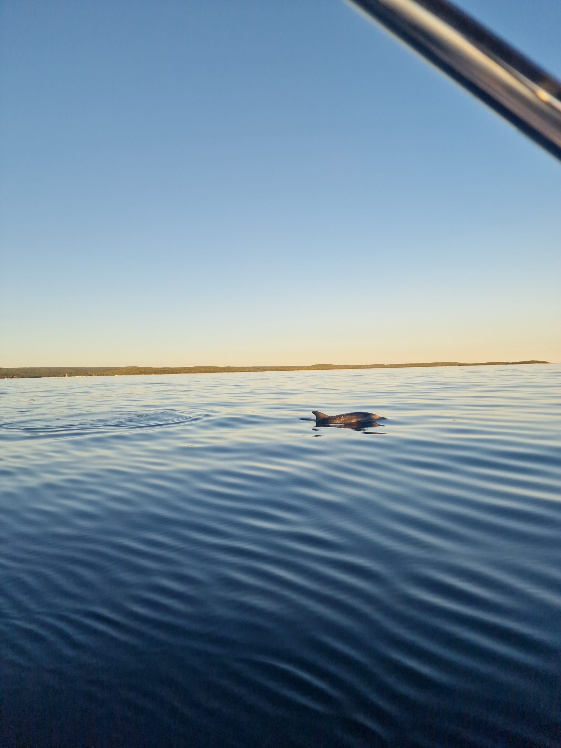 shared dolphin 