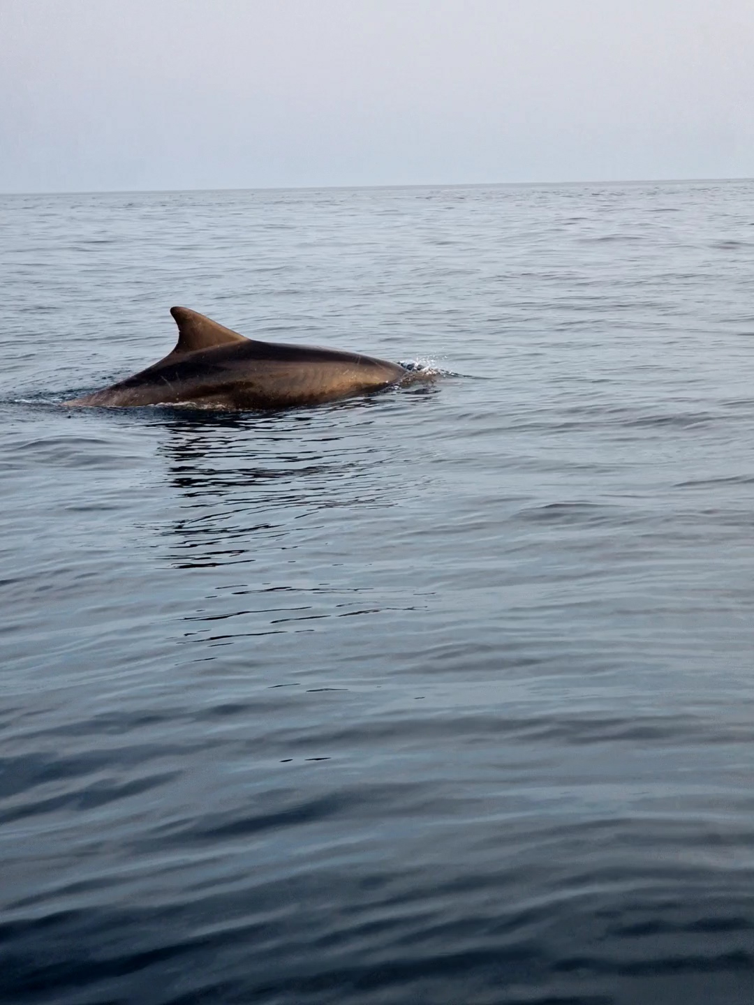 Dolphin tour